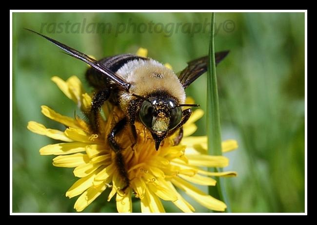 Big Bee On A Dandelion.